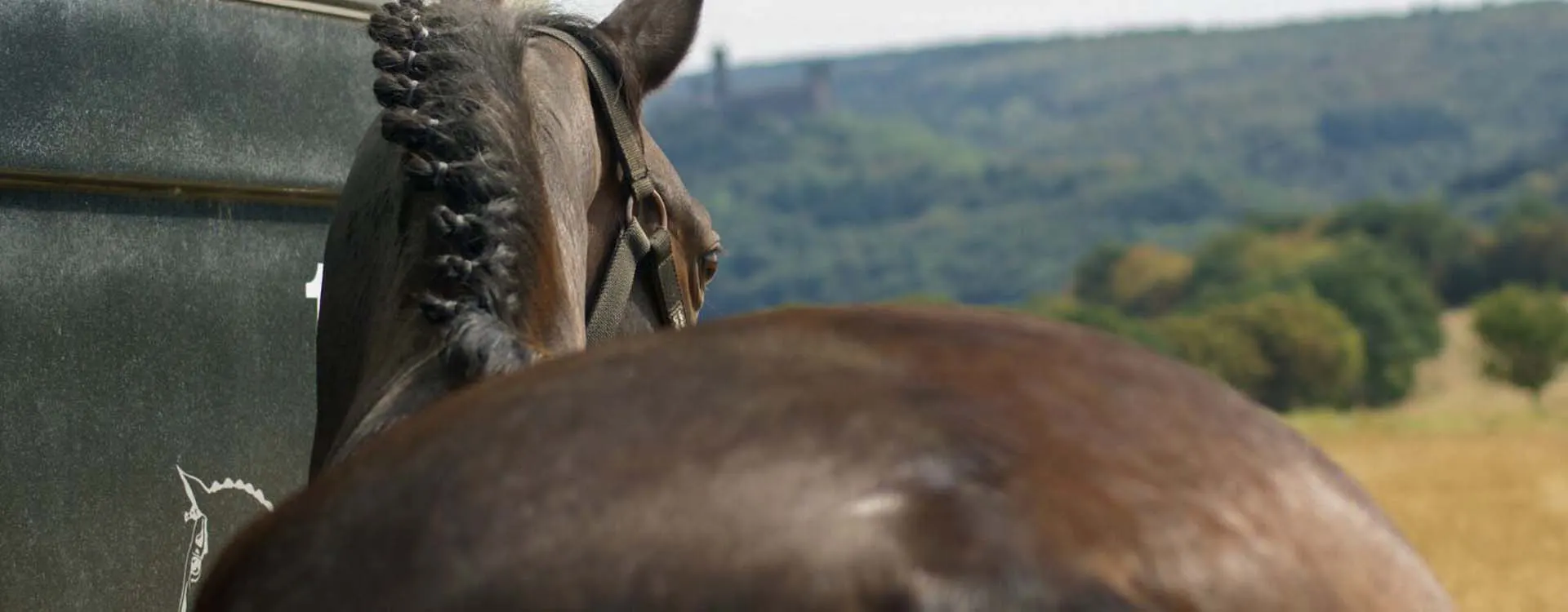 Perspektive Pferd von hinten vor Transportanhänger