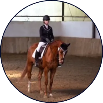 Pferd Quincy mit Reiterin Anja beim Dressurunterricht in der Halle.